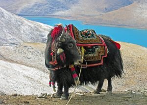 གཡག་སྡེ་པཎ་ཆེན་གྱི་རྣམ་ཐར་སྙིང་བསྡུས།
