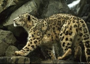 བོད་ན་མ་གཏོགས་མེད་པའི་གཅན་གཟན་རྩ་ཆེན་ཞིག་སྟེ་གསའ།