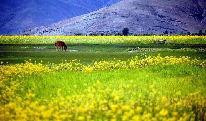 དམངས་སྲོལ་དོ་ར། དུས་བཞིའི་གལ་ཆེའི་སྲོལ་རྒྱུན་གྱི་སོ་ནམ་བྱེད་སྒོ། 61-65 བར།